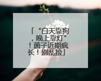 “白天靠狗，晚上靠灯”！菌子近期疯长！别乱捡
