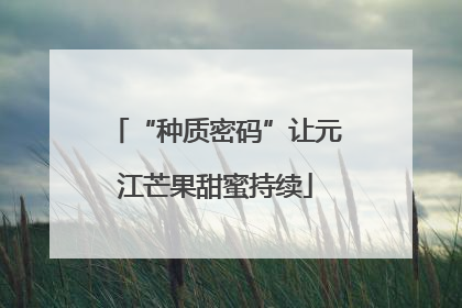 “种质密码”让元江芒果甜蜜持续