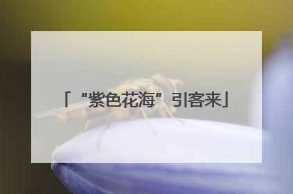 “紫色花海”引客来