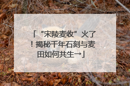 “宋陵麦收”火了！揭秘千年石刻与麦田如何共生→