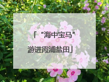 “海中宝马”游进霞浦盐田
