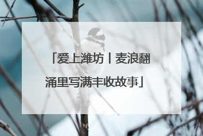 爱上潍坊丨麦浪翻涌里写满丰收故事