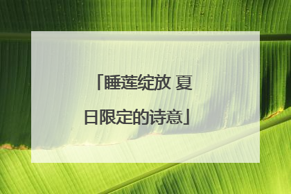 睡莲绽放 夏日限定的诗意