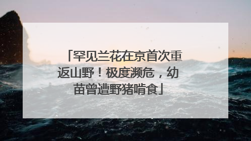 罕见兰花在京首次重返山野！极度濒危，幼苗曾遭野猪啃食