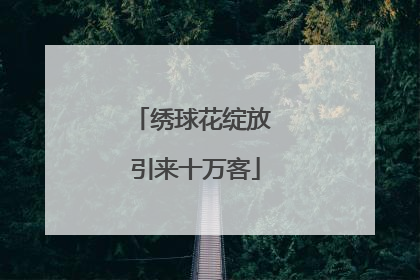 绣球花绽放 引来十万客