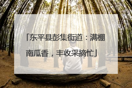 东平县彭集街道：满棚南瓜香，丰收采摘忙