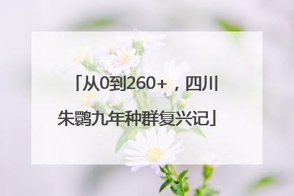 从0到260+，四川朱鹮九年种群复兴记