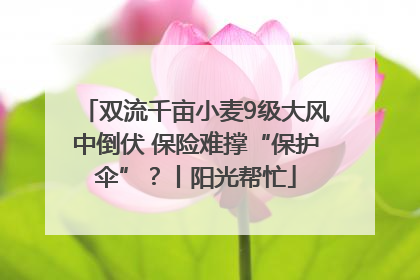 双流千亩小麦9级大风中倒伏 保险难撑“保护伞”？丨阳光帮忙