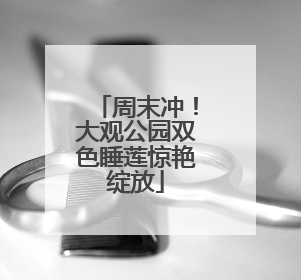 周末冲！大观公园双色睡莲惊艳绽放
