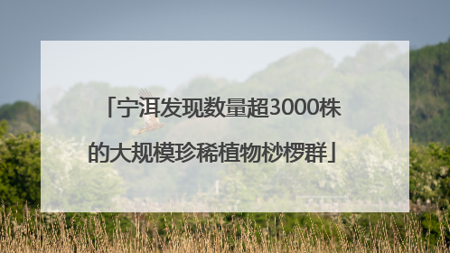 宁洱发现数量超3000株的大规模珍稀植物桫椤群