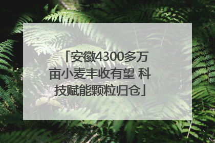 安徽4300多万亩小麦丰收有望 科技赋能颗粒归仓