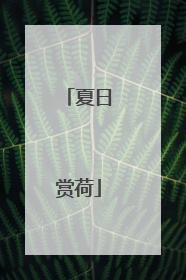 夏日赏荷