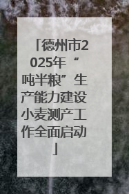 德州市2025年“吨半粮”生产能力建设小麦测产工作全面启动