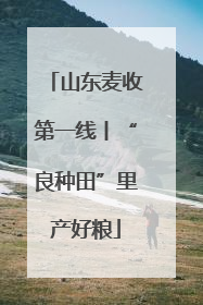 山东麦收第一线丨“良种田”里产好粮