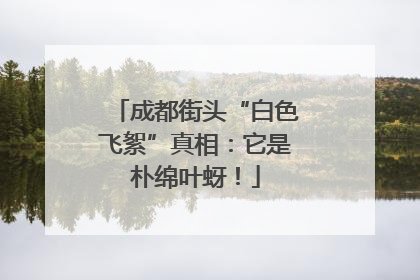 成都街头“白色飞絮”真相：它是朴绵叶蚜！