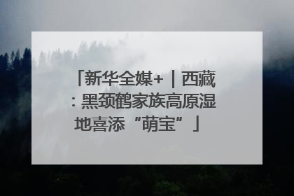 新华全媒+｜西藏：黑颈鹤家族高原湿地喜添“萌宝”