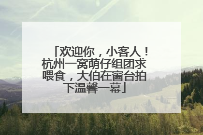 欢迎你，小客人！杭州一窝萌仔组团求喂食，大伯在窗台拍下温馨一幕