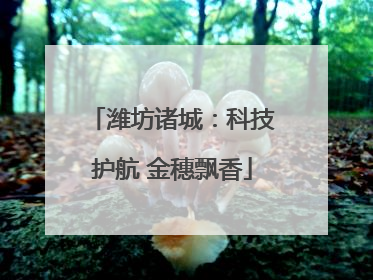 潍坊诸城：科技护航 金穗飘香