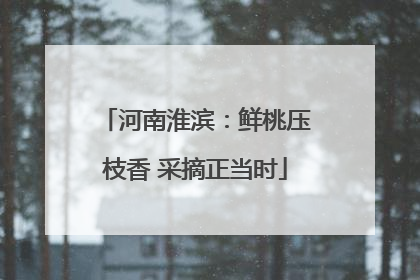 河南淮滨：鲜桃压枝香 采摘正当时