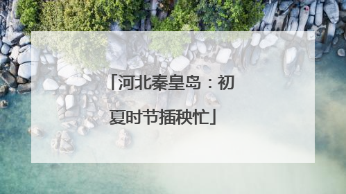 河北秦皇岛：初夏时节插秧忙