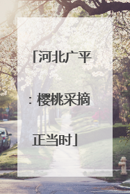 河北广平：樱桃采摘正当时