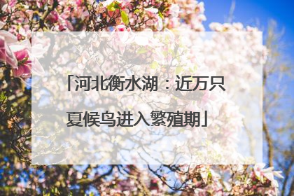 河北衡水湖：近万只夏候鸟进入繁殖期