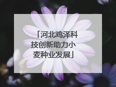 河北鸡泽科技创新助力小麦种业发展