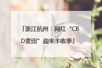 浙江杭州：网红“CBD麦田”迎来丰收季