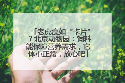 老虎瘦如“卡片”？北京动物园：饲料能保障营养需求，它体重正常，放心吧