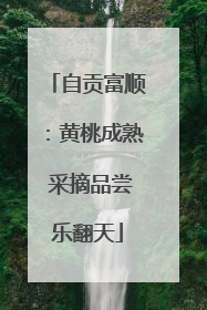 自贡富顺：黄桃成熟 采摘品尝乐翻天