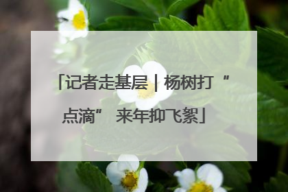 记者走基层｜杨树打“点滴” 来年抑飞絮