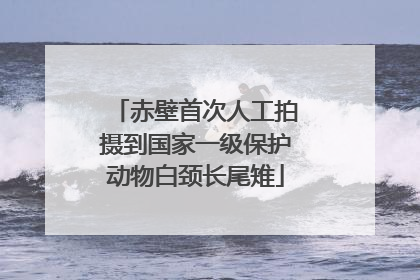 赤壁首次人工拍摄到国家一级保护动物白颈长尾雉