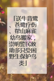 送牛背鹭、苍鹭疗伤、帮山麻雀幼鸟搬家，崇明警民救助多只受困野生保护鸟类