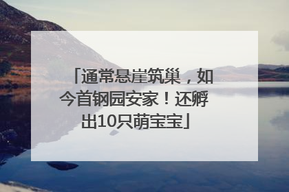 通常悬崖筑巢，如今首钢园安家！还孵出10只萌宝宝