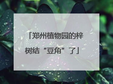 郑州植物园的梓树结“豆角”了