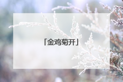 金鸡菊开