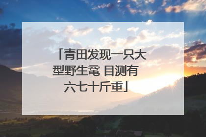 青田发现一只大型野生鼋 目测有六七十斤重