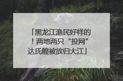 黑龙江渔民好样的！两地两只“投网”达氏鳇被放归大江