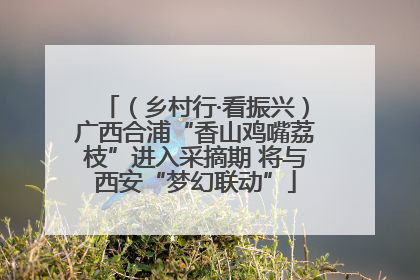 （乡村行·看振兴）广西合浦“香山鸡嘴荔枝”进入采摘期 将与西安“梦幻联动”