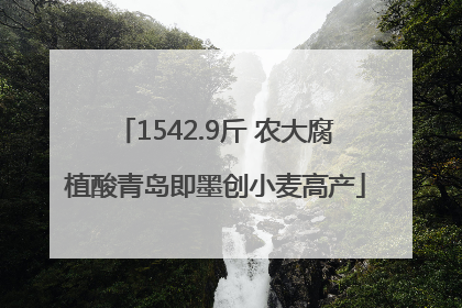 1542.9斤 农大腐植酸青岛即墨创小麦高产